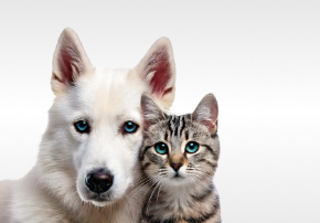 Evcil Hayvan Ürünleri kategorisi için resim